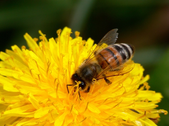 Monsanto buys leading bee research firm after being implicated in bee colony collapse 